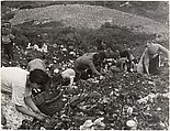 Civilians Looking through Garbage, Robert Capa  American, born Hungary, Gelatin silver print