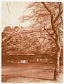 [Cherry Tree with House in Background], Adolf de Meyer  American, born France, Gelatin silver print