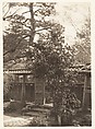 [Tsubaki Tree, Garden, Japan], Adolf de Meyer  American, born France, Gelatin silver print
