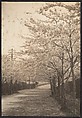 [Cherry Trees in Blossom Along Roadside], Adolf de Meyer  American, born France, Gelatin silver print