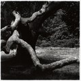 The Tree, Martha's Vineyard, Aaron Siskind American, Gelatin silver print