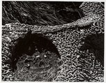 Terracotta 17, Aaron Siskind  American, Gelatin silver print