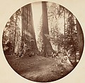 [Trees in Calaveras Grove and Views of Yosemite, California], Carleton E. Watkins (American, 1829–1916), Albumen silver prints from glass negatives