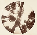 [Trees in Calaveras Grove and Views of Yosemite, California], Carleton E. Watkins (American, 1829–1916), Albumen silver prints from glass negatives