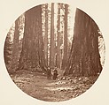 [Trees in Calaveras Grove and Views of Yosemite, California], Carleton E. Watkins (American, 1829–1916), Albumen silver prints from glass negatives