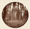 [Trees in Calaveras Grove and Views of Yosemite, California], Carleton E. Watkins (American, 1829–1916), Albumen silver prints from glass negatives
