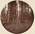 [Trees in Calaveras Grove and Views of Yosemite, California], Carleton E. Watkins (American, 1829–1916), Albumen silver prints from glass negatives