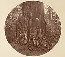 [Trees in Calaveras Grove and Views of Yosemite, California], Carleton E. Watkins (American, 1829–1916), Albumen silver prints from glass negatives