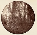 [Trees in Calaveras Grove and Views of Yosemite, California], Carleton E. Watkins (American, 1829–1916), Albumen silver prints from glass negatives