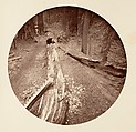 [Trees in Calaveras Grove and Views of Yosemite, California], Carleton E. Watkins (American, 1829–1916), Albumen silver prints from glass negatives