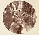 [Trees in Calaveras Grove and Views of Yosemite, California], Carleton E. Watkins (American, 1829–1916), Albumen silver prints from glass negatives