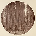 [Trees in Calaveras Grove and Views of Yosemite, California], Carleton E. Watkins (American, 1829–1916), Albumen silver prints from glass negatives