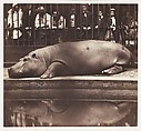 The Hippopotamus at the Zoological Gardens, Regent's Park, de Borbón, Juan  Spanish, Salted paper print from glass negative