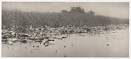Water-Lilies, Peter Henry Emerson  British, born Cuba, Platinum print from glass negative