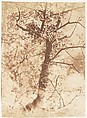 Tree at Colinton, Hill and Adamson British, Scottish, Salted paper print from paper negative