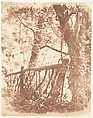 Tree at Colinton, Hill and Adamson  British, Scottish, Salted paper print from paper negative