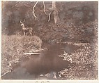 [Emma Charlotte Dillwyn Llewelyn's Album], John Dillwyn Llewelyn (British, Swansea, Wales 1810–1882 Swansea, Wales), 128 salted paper prints and albumen silver prints from paper and glass negatives