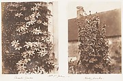 [Emma Charlotte Dillwyn Llewelyn's Album], John Dillwyn Llewelyn (British, Swansea, Wales 1810–1882 Swansea, Wales), 128 salted paper prints and albumen silver prints from paper and glass negatives
