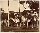 [Emma Charlotte Dillwyn Llewelyn's Album], John Dillwyn Llewelyn (British, Swansea, Wales 1810–1882 Swansea, Wales), 128 salted paper prints and albumen silver prints from paper and glass negatives