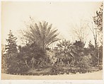 [Emma Charlotte Dillwyn Llewelyn's Album], John Dillwyn Llewelyn (British, Swansea, Wales 1810–1882 Swansea, Wales), 128 salted paper prints and albumen silver prints from paper and glass negatives