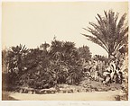 [Emma Charlotte Dillwyn Llewelyn's Album], John Dillwyn Llewelyn (British, Swansea, Wales 1810–1882 Swansea, Wales), 128 salted paper prints and albumen silver prints from paper and glass negatives