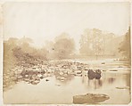 [Emma Charlotte Dillwyn Llewelyn's Album], John Dillwyn Llewelyn (British, Swansea, Wales 1810–1882 Swansea, Wales), 128 salted paper prints and albumen silver prints from paper and glass negatives