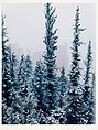 Spires and Spruce Trees, Bryce Canyon, Utah, Eliot Porter  American, Dye transfer print