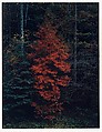 Red Tree Near Cades Cove, Great Smoky Mountains National Park, Tennessee, Eliot Porter  American, Dye transfer print