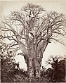 Baobab à Mohéli, Désiré Charnay French, Albumen silver print from glass negative