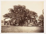 [Banian Tree in Commissioner Grote's Garden, Alipoor, Calcutta], Unknown, Albumen silver print