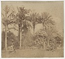 [Gardens, Government House, Allahabad], John Constantine Stanley (British, 1837–1878), Albumen silver print