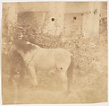 [Man and Horse, Government House, Allahabad], John Constantine Stanley (British, 1837–1878), Albumen silver print