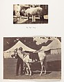 [My Arab "Antelope"], Unknown, Albumen silver print
