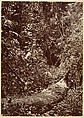 Tropical Scenery, Tropical Forest, John Moran (American (born England), Bolton, Lancashire 1821–1903 Pennsylvania), Albumen silver print from glass negative