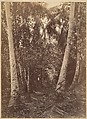 Tropical Scenery, Forest Near Turbo, John Moran (American (born England), Bolton, Lancashire 1821–1903 Pennsylvania), Albumen silver print from glass negative