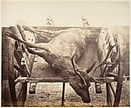 [Stag in Cart], Horatio Ross  British, born Scotland, Albumen silver print from glass negative