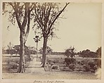 Garden in Indigo Districts, Captain R. B. Hill  British, Albumen silver print