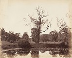 [Botanical Gardens, Calcutta], Captain R. B. Hill  British, Albumen silver print