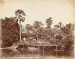 View in the Jungle, Bengal, Captain R. B. Hill  British, Albumen silver print