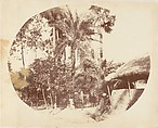 View in the Jungle, Bengal, Captain R. B. Hill  British, Albumen silver print
