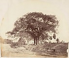 [Banian Tree], Captain R. B. Hill  British, Albumen silver print