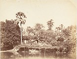 [View of the Jungle, Bengal], Captain R. B. Hill  British, Albumen silver print