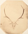 [Stag Trophy Head, Killed by Ned Ross], Horatio Ross  British, born Scotland, Albumen silver print