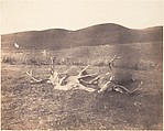 [Two Stags and Roe Buck], Horatio Ross  British, born Scotland, Salted paper print