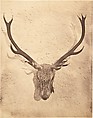[Stag Trophy Head Killed by Ned Ross], Horatio Ross  British, born Scotland, Albumen silver print