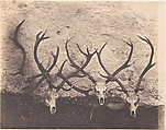 [Stags Heads - Dibedale], Horatio Ross  British, born Scotland, Salted paper print