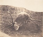 [Stag Shot by Mrs. Ross], Horatio Ross  British, born Scotland, Salted paper print