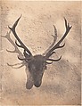 [Colin's Royal Stag], Horatio Ross  British, born Scotland, Salted paper print