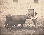 [Prize Cow and Calf], Horatio Ross  British, born Scotland, Salted paper print