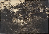 Chêne dans les rochers à Fontainebleau, Gustave Le Gray (French, 1820–1884), Salted paper print from waxed-paper negative